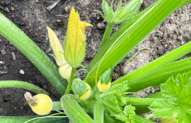 Comment conserver des beignets de fleurs de courgettes ?